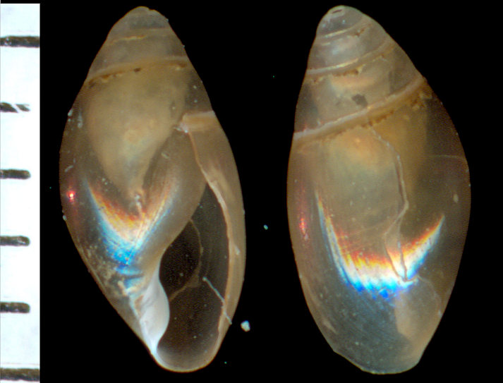 Ferussacia (Ferussacia) folliculus (Gmelin, 1791)